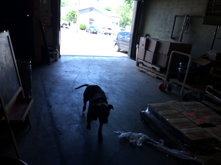 Oscar, The Coolest Taproom Dog Anywhere